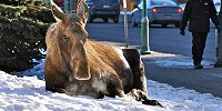 Заседание местного совета на Аляске открылось "молитвой" Сатане