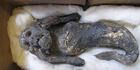 Тайна 300-летней мумии «русалки» из Японии раскрыта