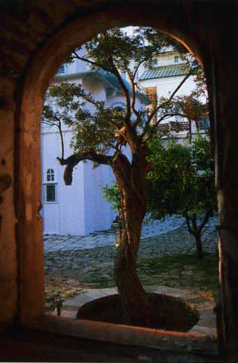 Никомидийская маслина у алтаря Свято-Пантелеимоновского собора (Фото - сайт 