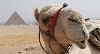 Верблюдов в Книге Бытия признали "выдумкой" авторов Верблюдов в Книге Бытия признали "выдумкой" авторов