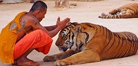 "Тигриный монастырь" в Таиланде лишится всех своих питомцев