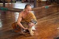 40 мертвых тигрят нашли в холодильнике в буддийском монастыре Таиланда