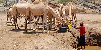 Миссионерки в Кении сообщают, что засуха истребила скот и местным племенам грозит голод