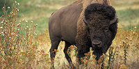 Индейцы Великих равнин в США получили десятки заповедных бизонов "для поклонения и разведения"
