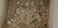 Жертвенные ямы со 120 скелетами лошадей найдены в городе бронзового века в Китае