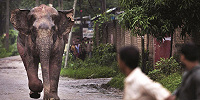 Церковь в индийском штате Керала требует от властей защиты от слонов и тигров